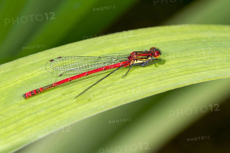 Large red damselfly (Pyrrhosoma nymphula)