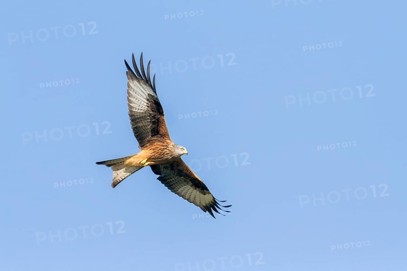 Red Kite (Milvus milvus)