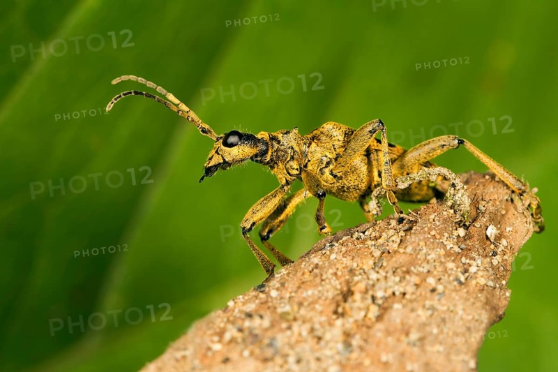 Blackspotted pliers support beetle (Rhagium mordax)