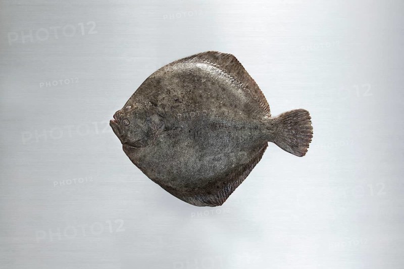 Turbot on a work surface