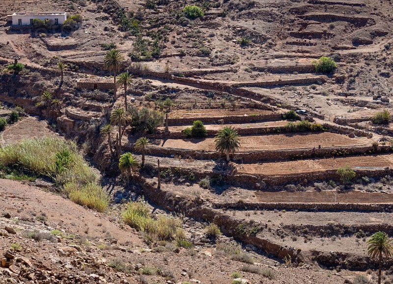 An oasis in the Parque Rural de Betancuria