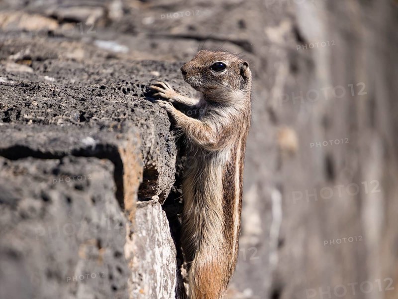 Barbary ground squirrel (Atlantoxerus getulus)