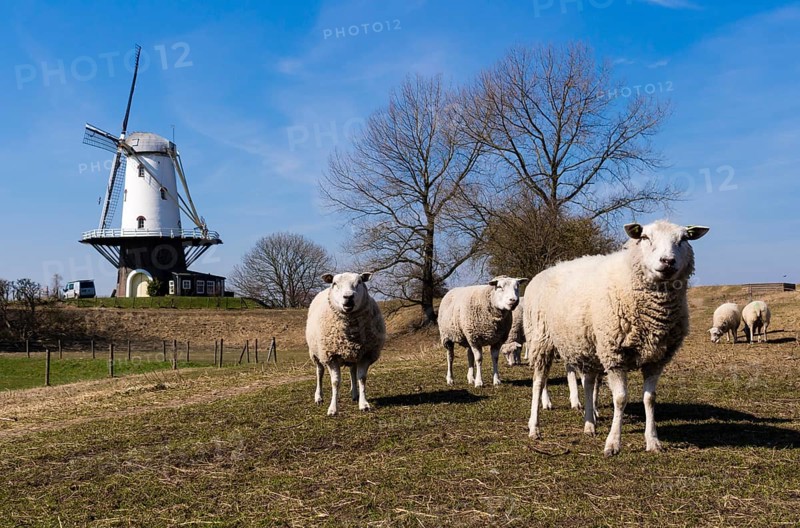 Sheep grazing in front of the windmill of Veere