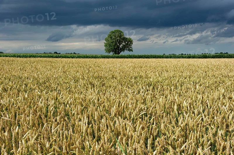 Common Ash (Fraxinus excelsior) behind a wheat field (Triticum L.)