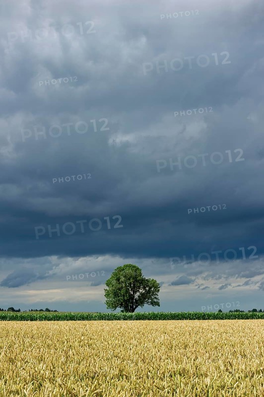 Common Ash (Fraxinus excelsior) behind a wheat field (Triticum L.) with dark storm clouds
