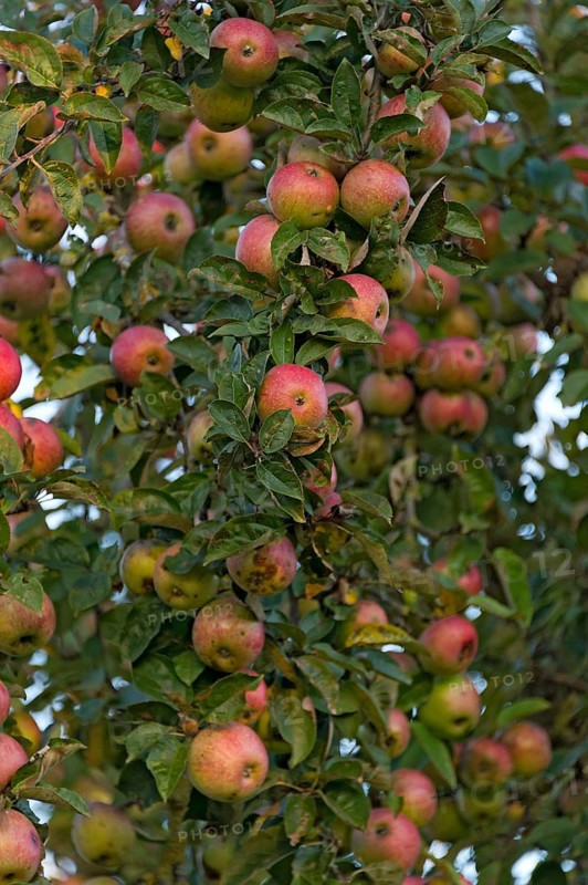 Unsprayed red apples with worms in an apple tree