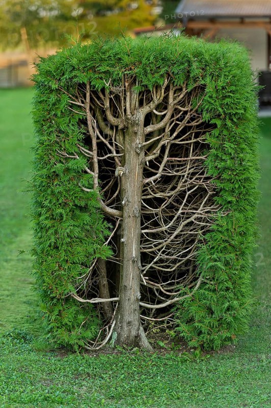 Thujas or arborvitae (Thuja) trimmed rectangular hedge