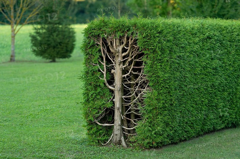 Thujas or arborvitae (Thuja) trimmed rectangular hedge