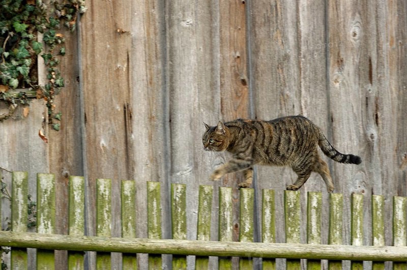Domestic cat (Felis silvestris catus)