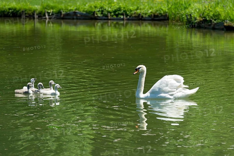 Mute Swan (Cygnus olor) with young birds