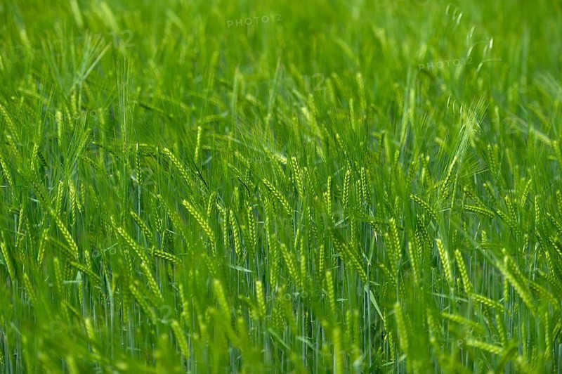 Grainfield with immature ears of Barley (Hordeum vulgare)
