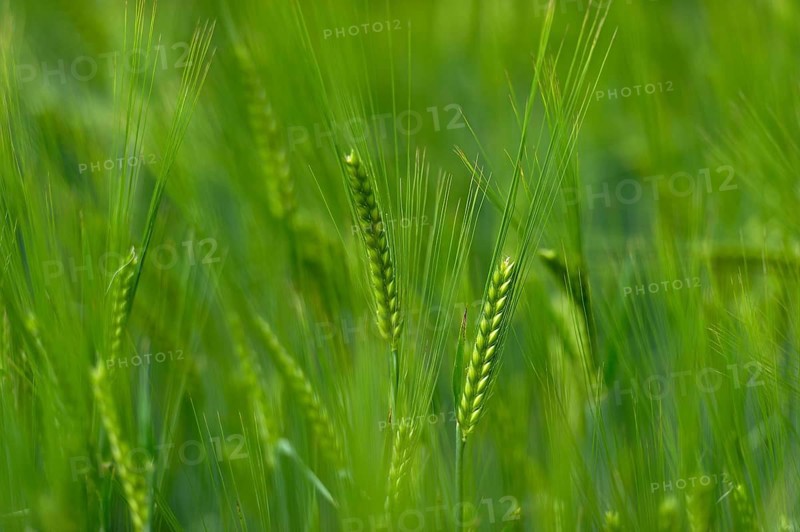 Grainfield with immature ears of Barley (Hordeum vulgare)