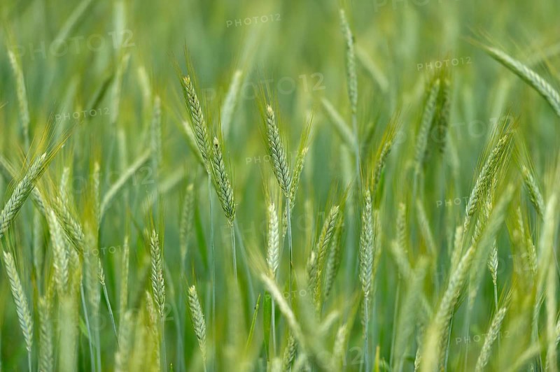 Grainfield with immature ears of Rye (Secale cereale)