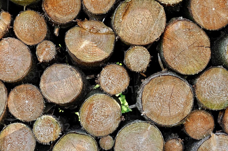 Stack of firewood