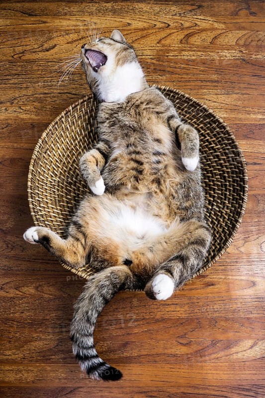 Cat lying on its back in a fruit basket yawning gleefully