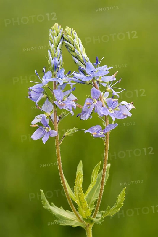 Austrian Speedwell or Saw-leaved Speedwell (Veronica austriaca)