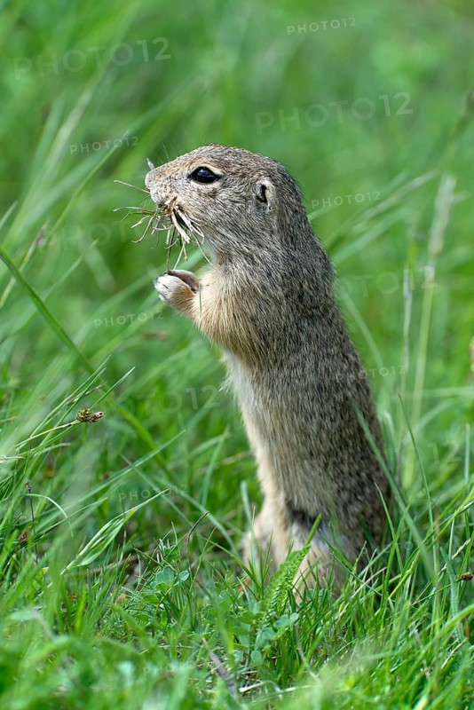 European Ground Squirrel or European Souslik (Citellus citellus)