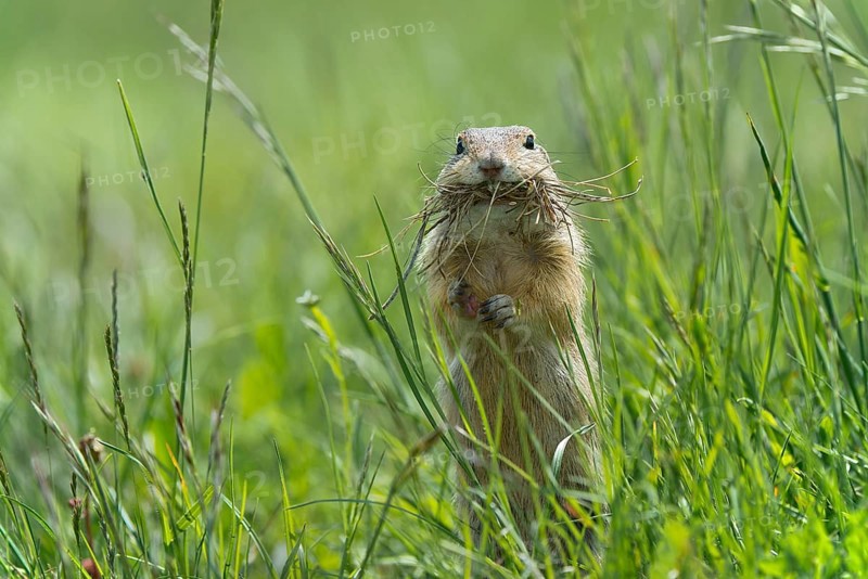 European Ground Squirrel or European Souslik (Citellus citellus)