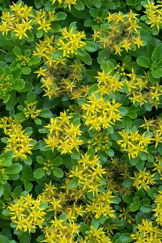 Kamschatca Stonecrop or Russian Stonecrop (Sedum kamtschaticum)