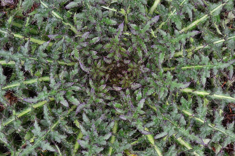 Stemless Carline Thistle or Dwarf Carline Thistle (Carlina acaulis)