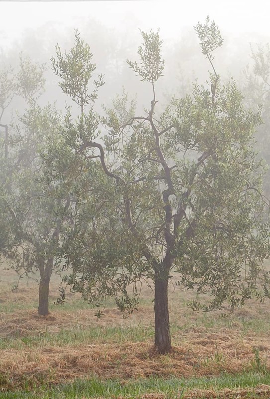 Olive trees (Olea europaea) in the fog