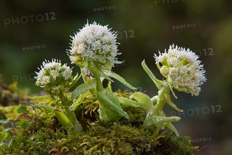 White Butterbur (Petasites albus)