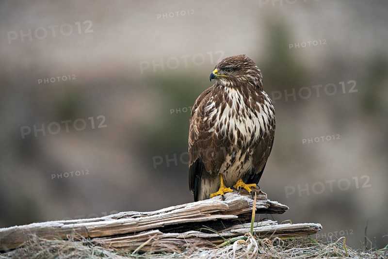 Common Buzzard (Buteo buteo)