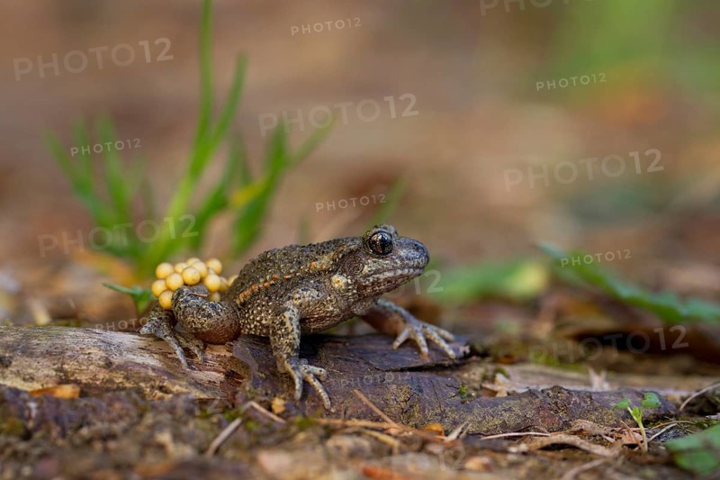 Common Midwife Toad (Alytes obstetricans)