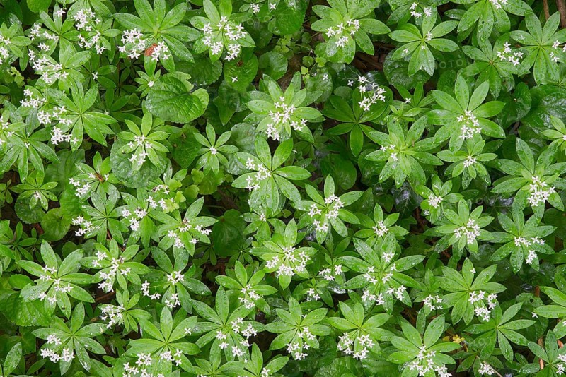 Sweet Woodruff or Wild Baby's Breath (Galium odoratum)