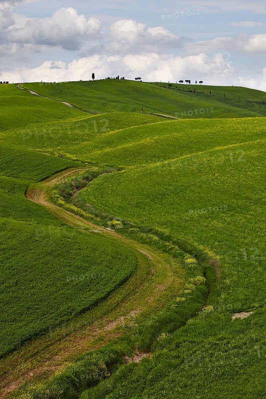 Hilly fields in the Crete Senesi region