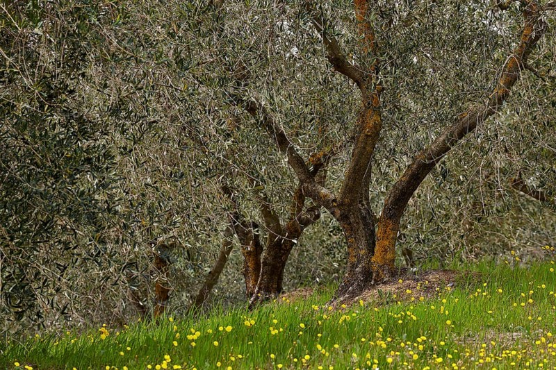 Olive trees (Olea europaea)