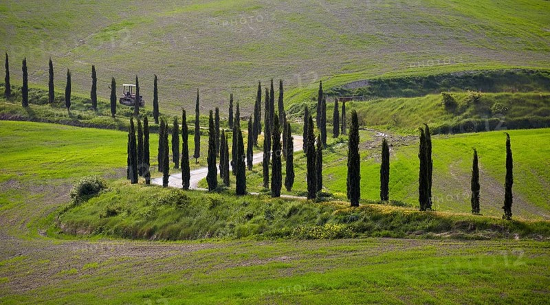 Cypress-lined road
