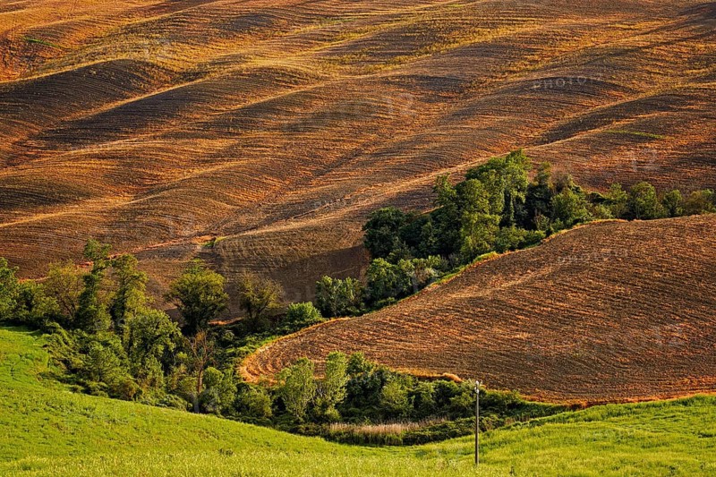 Fallow field with a ditch where trees are growing