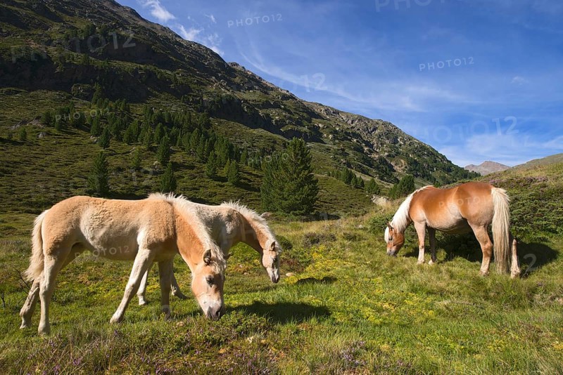 Tyrolean Haflinger horses