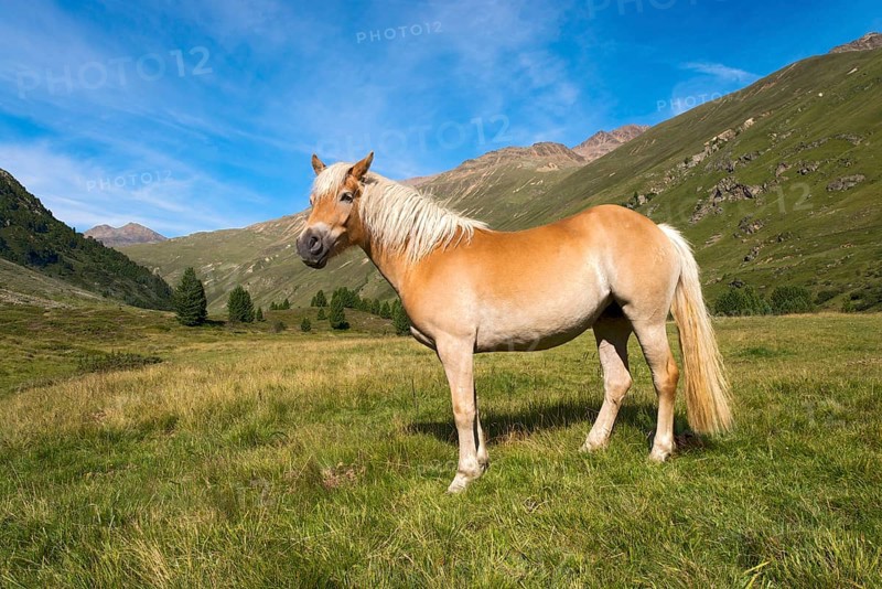 Tyrolean Haflinger horse