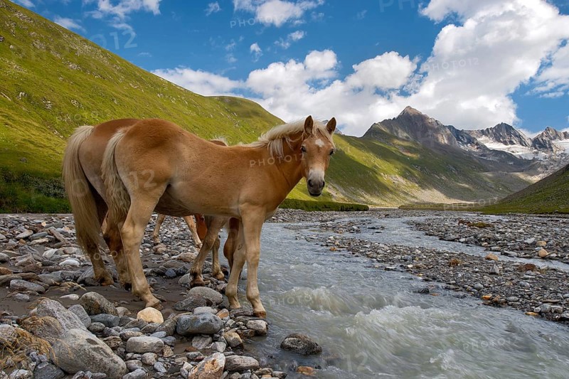 Tyrolean Haflinger horses