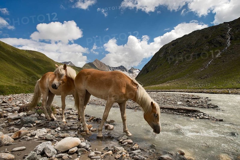 Tyrolean Haflinger horses