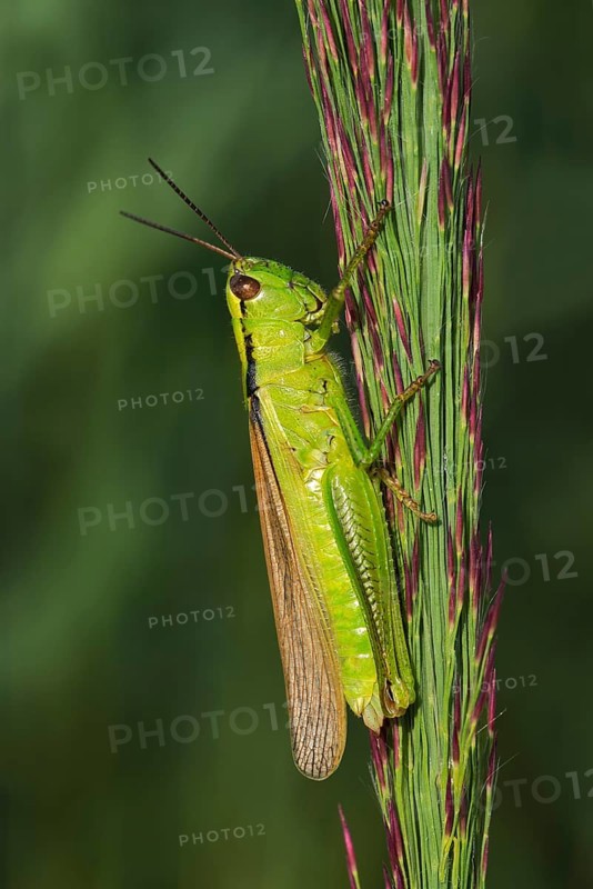 Leek Grasshopper (Mecostethus parapleurus)