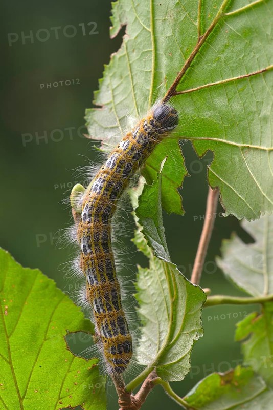 Buff-tip (Phalera bucephala)