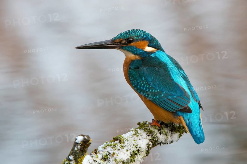 Kingfisher (Alcedo atthis)