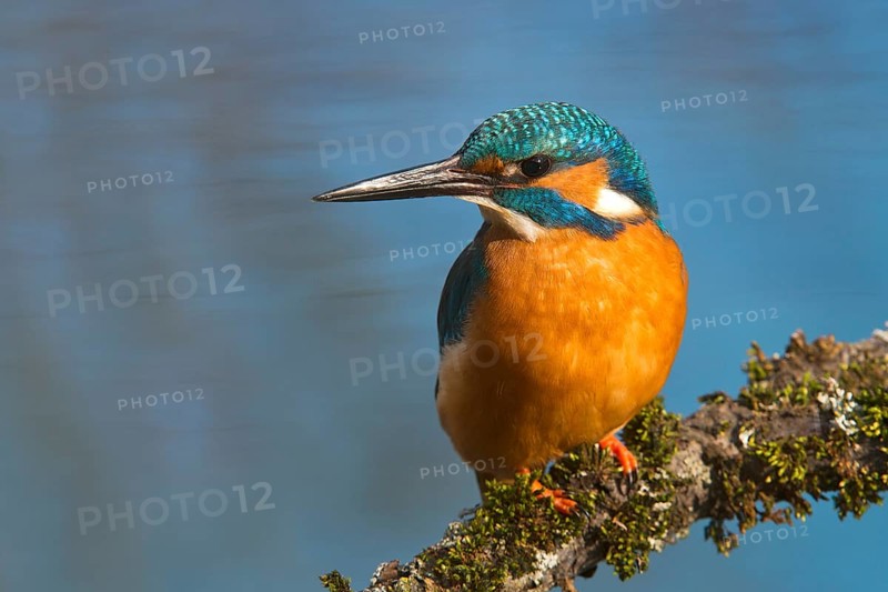 Kingfisher (Alcedo atthis)