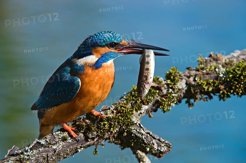 Kingfisher (Alcedo atthis)
