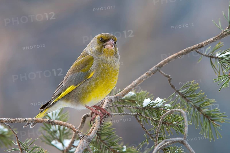 Greenfinch or European Greenfinch (Chloris chloris)