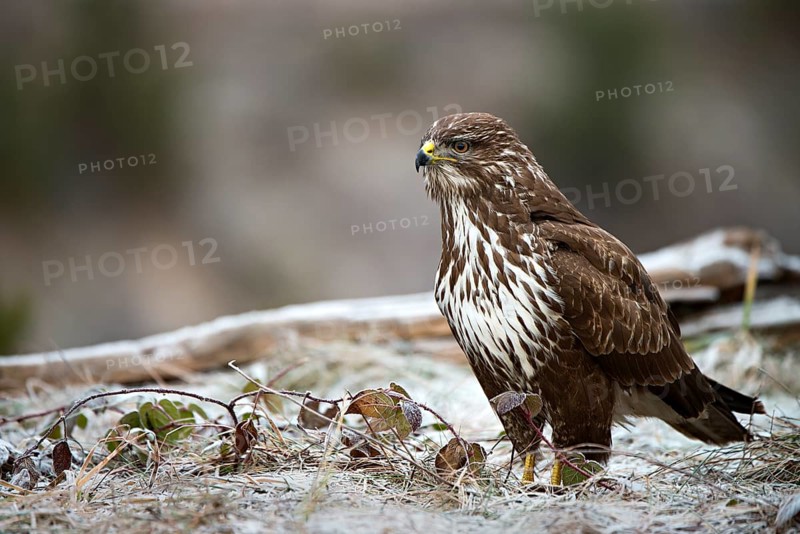 Common Buzzard (Buteo buteo)