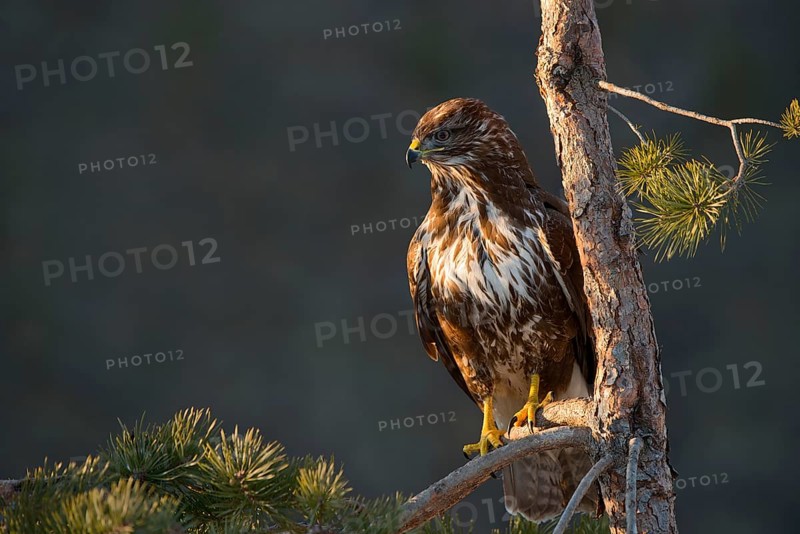 Common Buzzard (Buteo buteo)
