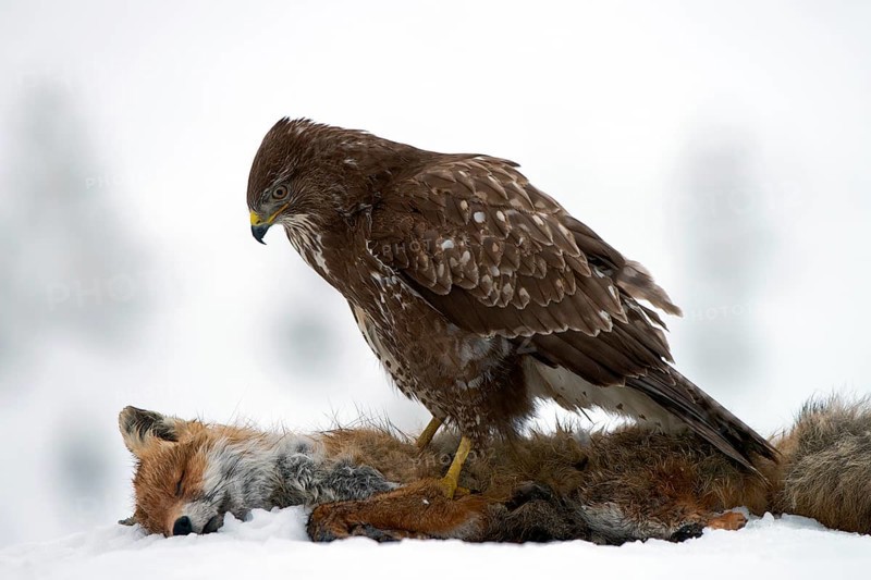 Common Buzzard (Buteo buteo)