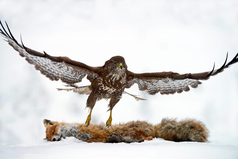 Common Buzzard (Buteo buteo)
