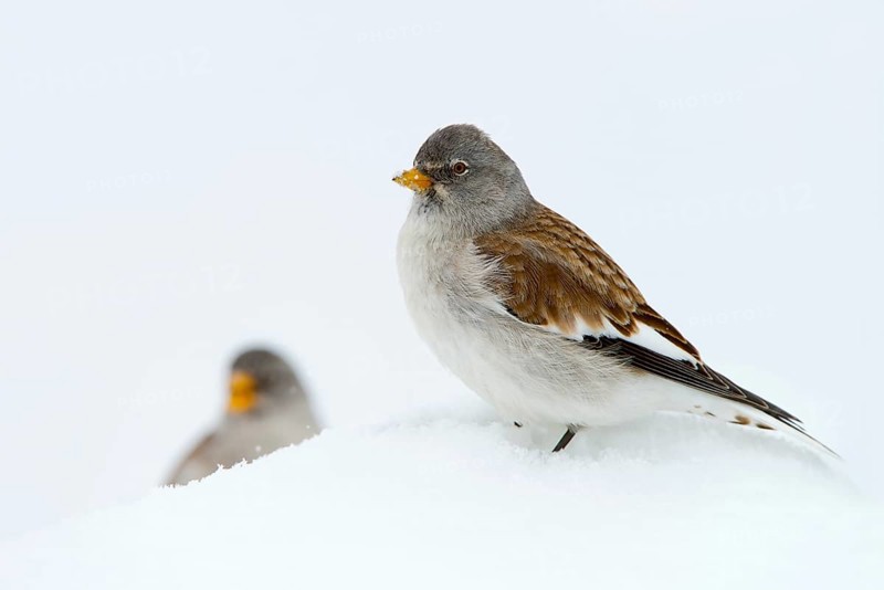 White-winged Snowfinch or Snowfinch (Montifringilla nivalis)