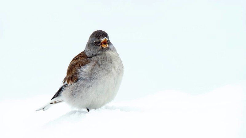 White-winged Snowfinch or Snowfinch (Montifringilla nivalis)