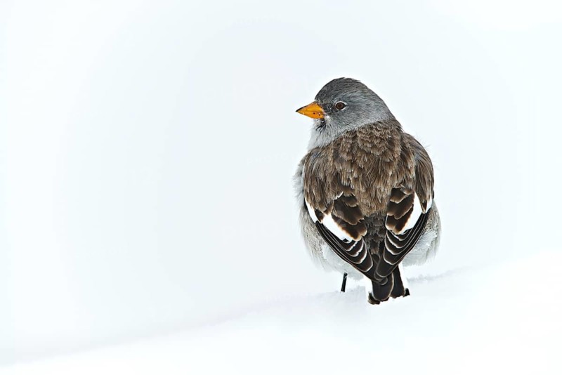 White-winged Snowfinch or Snowfinch (Montifringilla nivalis)